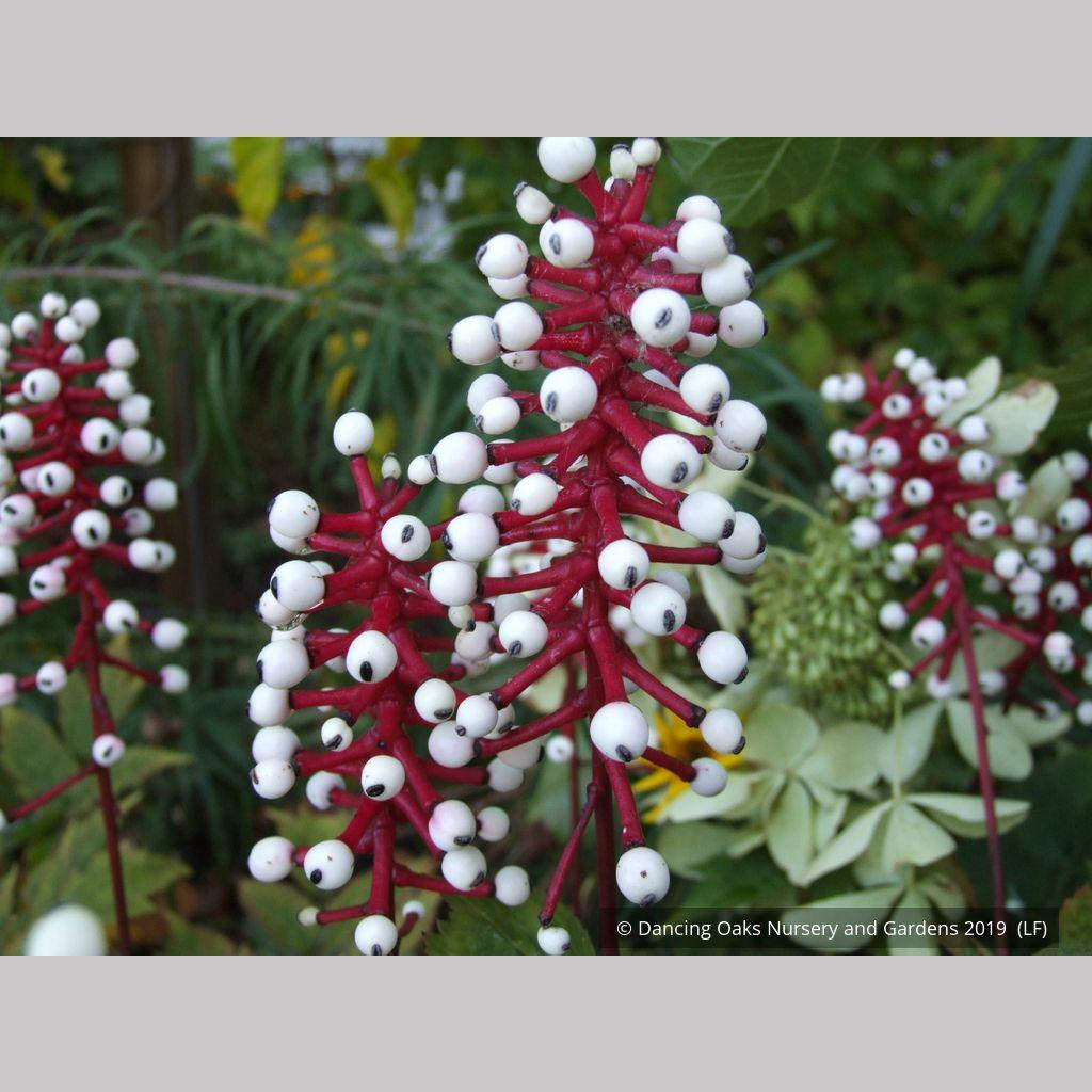 G6668 Actaea Pachypoda 14 386636a6 678b 4586 93c2 42c8325db9c5 from www redcrocus com