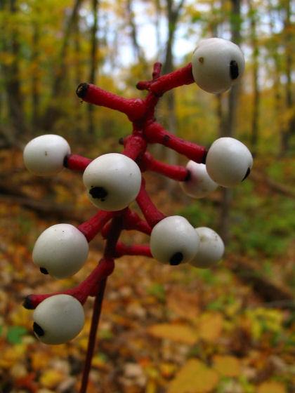 G6668 Actaea Pachypoda 15 1c331148 2f1c 42ce 8a97 F293c65f4dcb from www redcrocus com