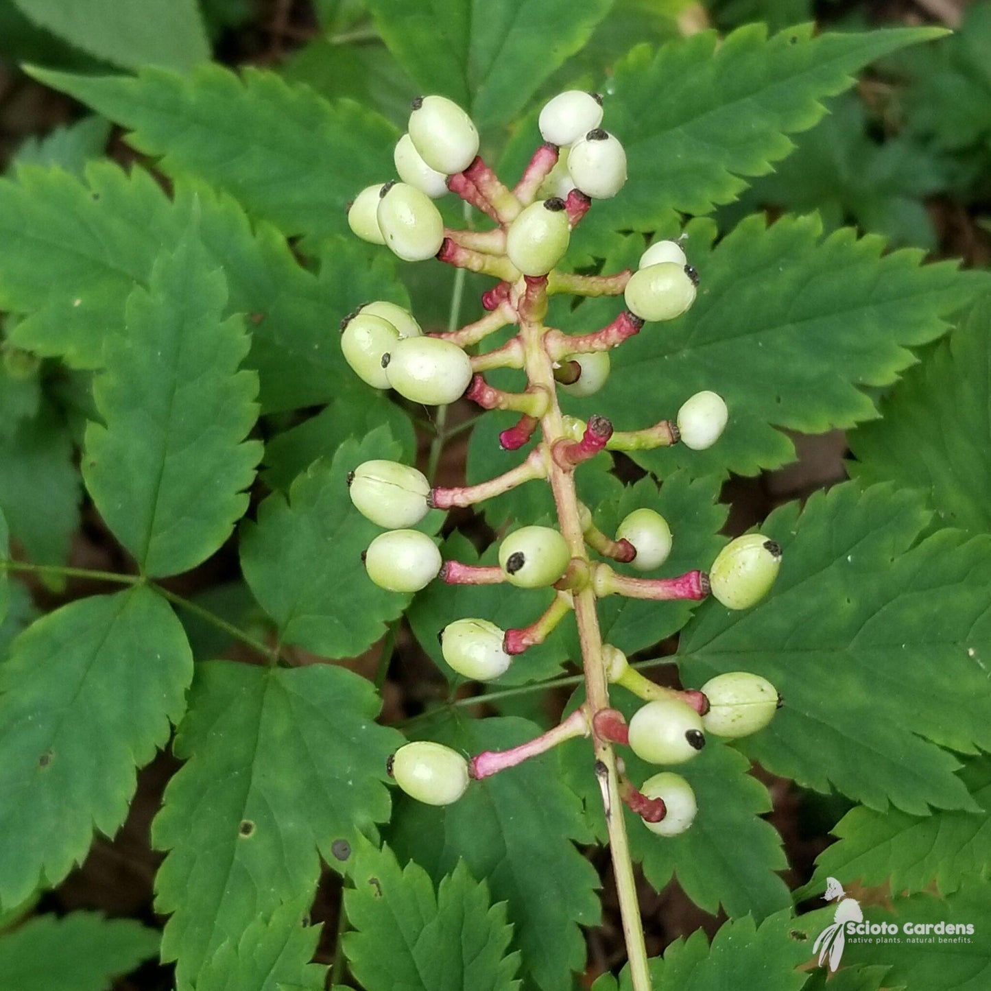 G6668 Actaea Pachypoda 16 A9b1fffb 745b 4dd5 9c10 Ad15a9801938 from www redcrocus com