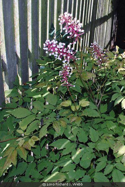 G6668 Actaea Pachypoda 17 77af22fe 71cc 42fa 9e83 0358c9172059 from www redcrocus com