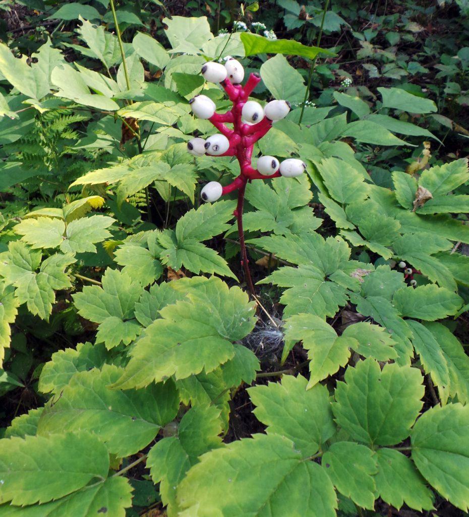 G6668 Actaea Pachypoda 18 Afe46c12 C73e 4c67 Ba23 913b3cdaa3c2 from www redcrocus com