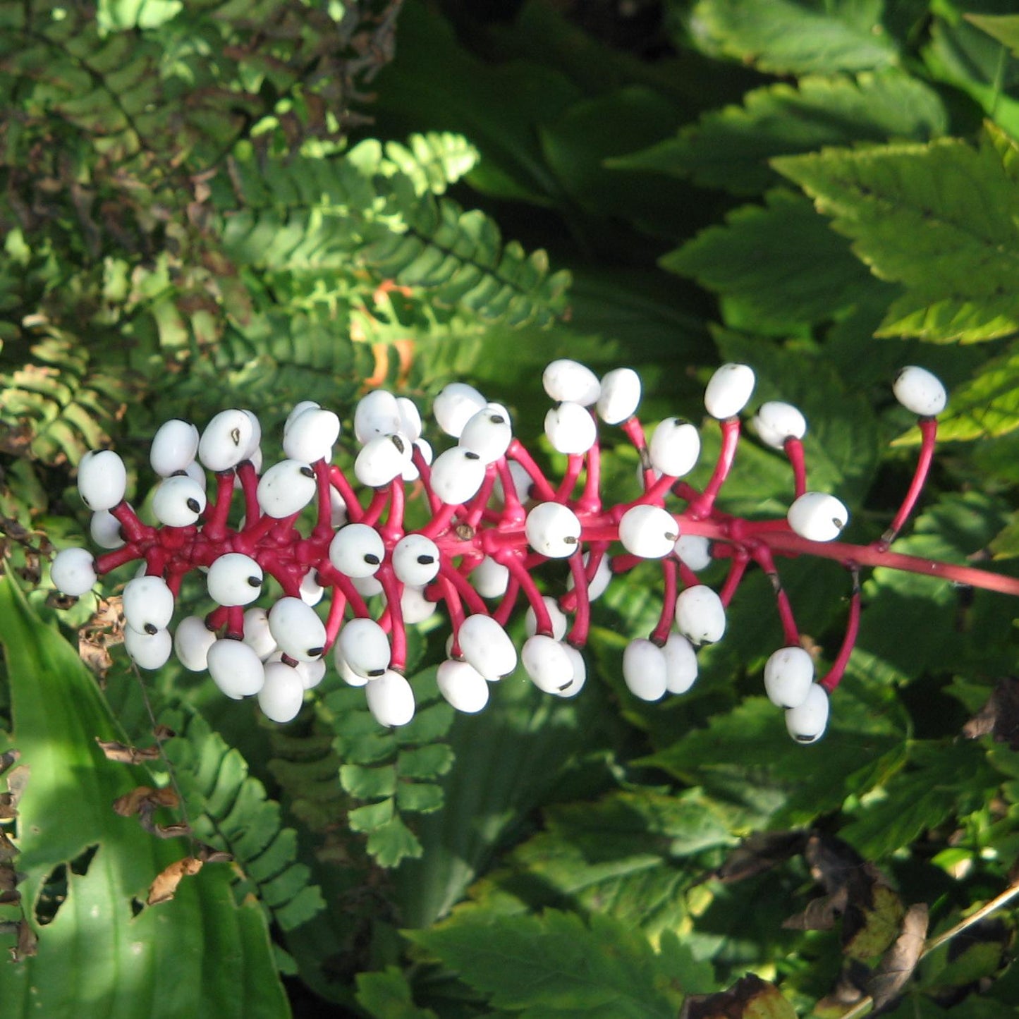 G6668 Actaea Pachypoda 19 A9c9c528 26aa 4ba2 Ad21 9101f7da633b from www redcrocus com