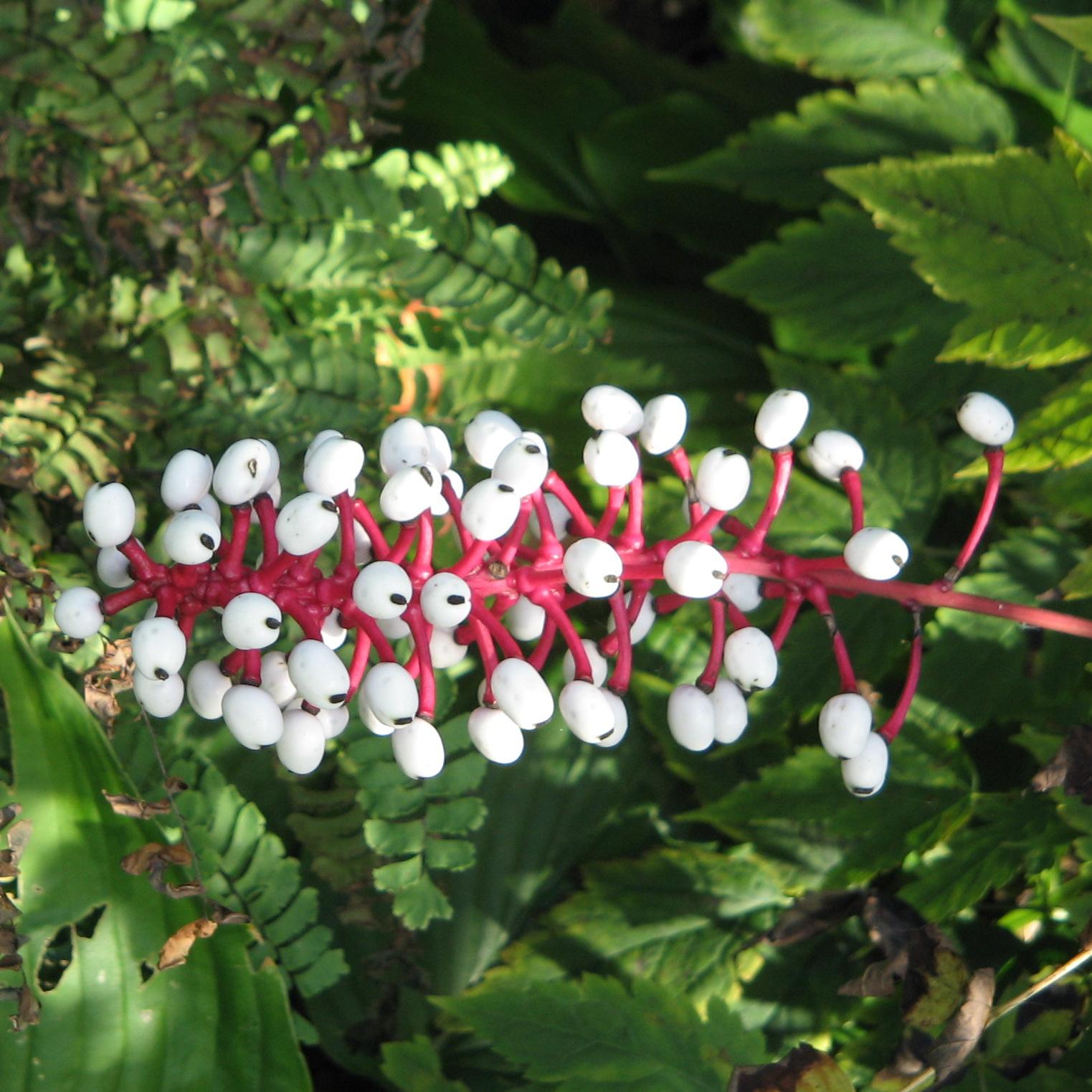 G6668 Actaea Pachypoda 19 A9c9c528 26aa 4ba2 Ad21 9101f7da633b from www redcrocus com