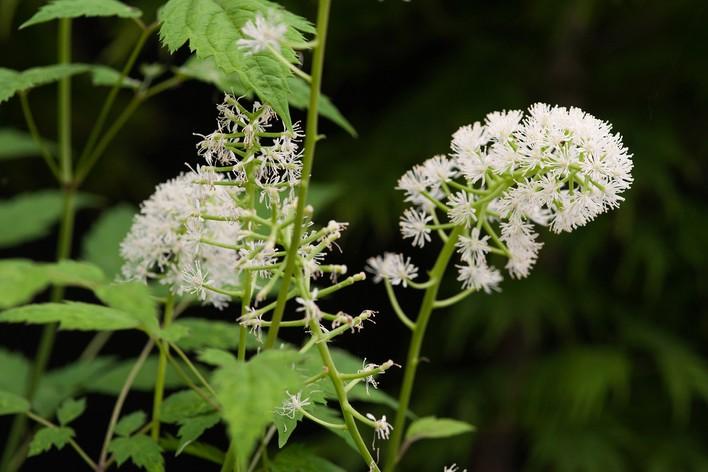 G6668 Actaea Pachypoda 21 Ebef1d0c 663d 4224 Ae27 3ffb4b1bbd2c from www redcrocus com