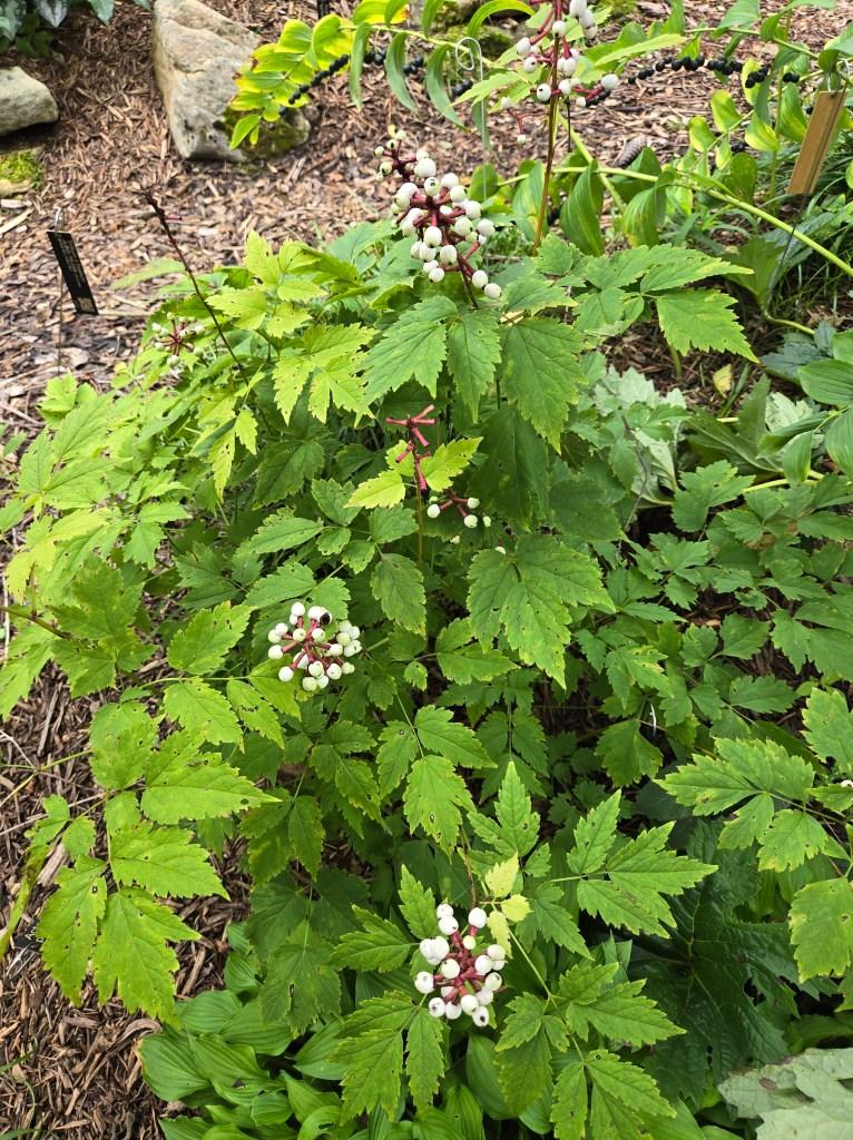 G6668 Actaea Pachypoda 22 780b1770 3e9e 4074 B854 F5b14f13e5e8 from www redcrocus com