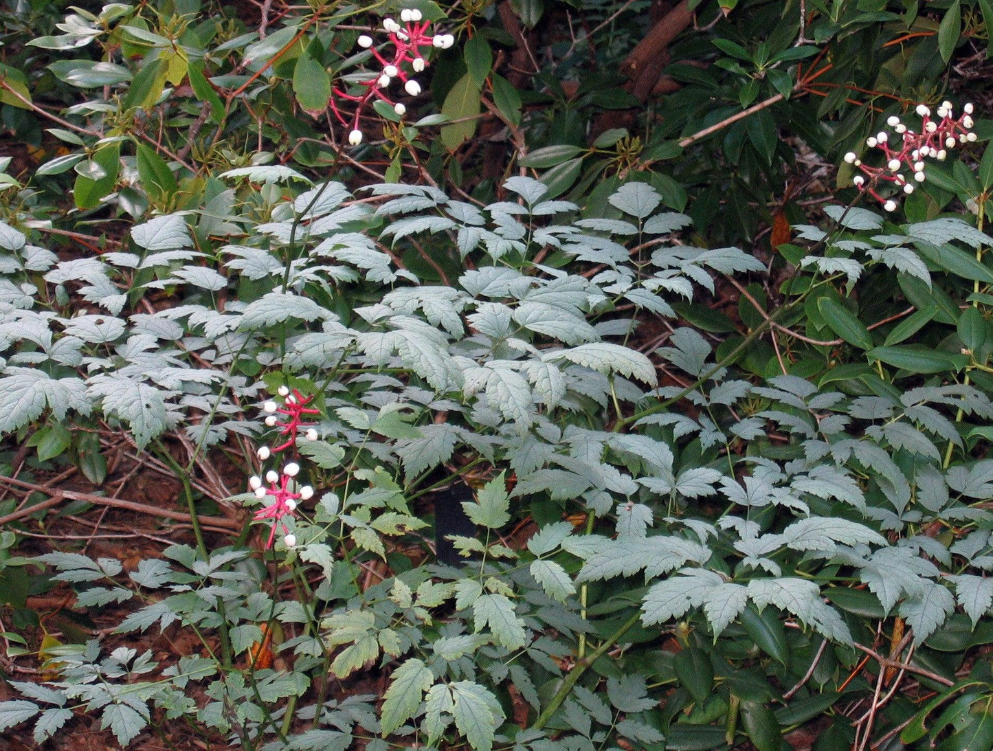 G6668 Actaea Pachypoda 23 80a57b34 8cbd 4371 90b2 F69a1a69b405 from www redcrocus com