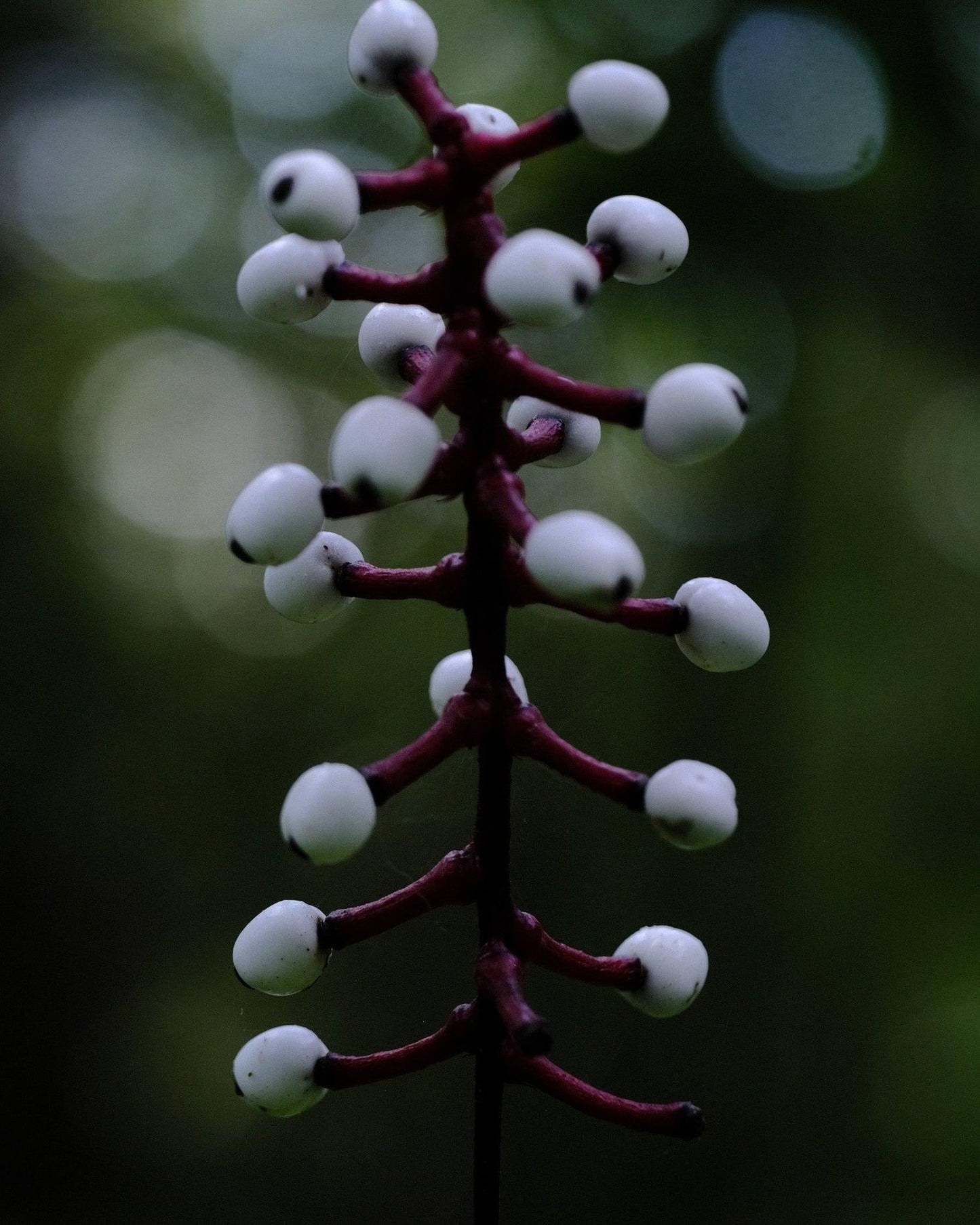 G6668 Actaea Pachypoda 26 Ac42265e 666b 4396 B2db 5a8c5dd72f5f from www redcrocus com