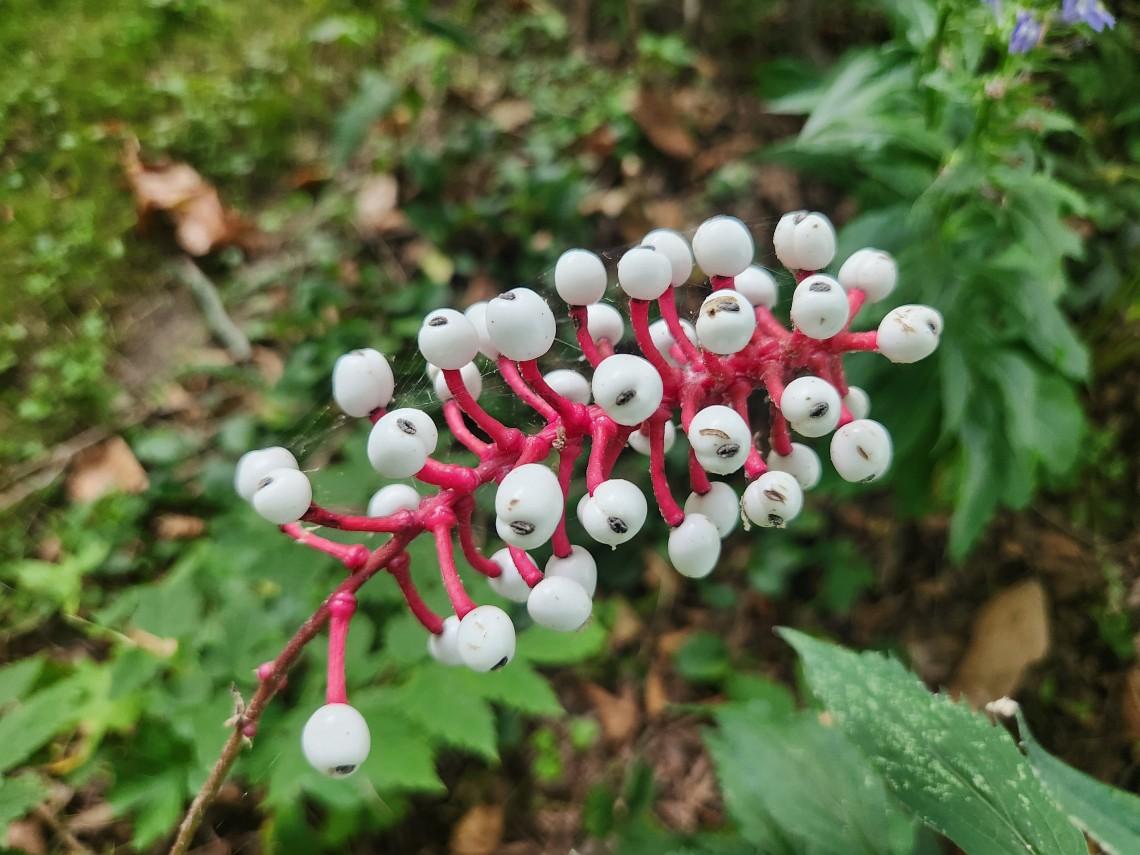 G6668 Actaea Pachypoda 27 Da823cc4 8bc2 4ff6 B137 72f27a41563a from www redcrocus com