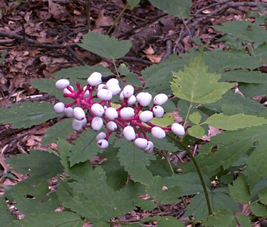 G6668 Actaea Pachypoda 28 D33c5dae 5988 4454 90f2 25c653989c5f from www redcrocus com