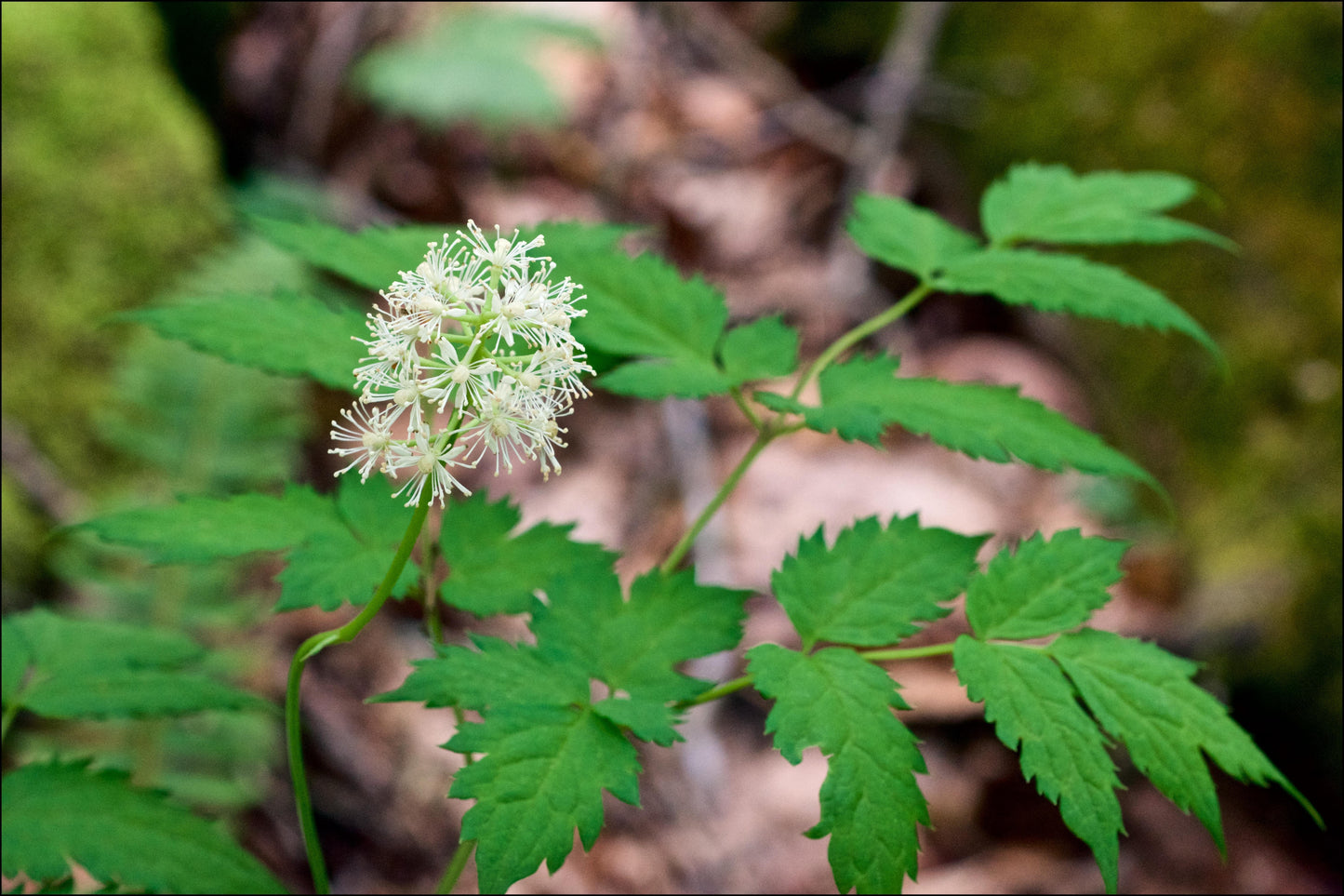 G6668 Actaea Pachypoda 2 E1780c3f Aa07 4f5a 9abf 4958ab0a8d4a from www redcrocus com