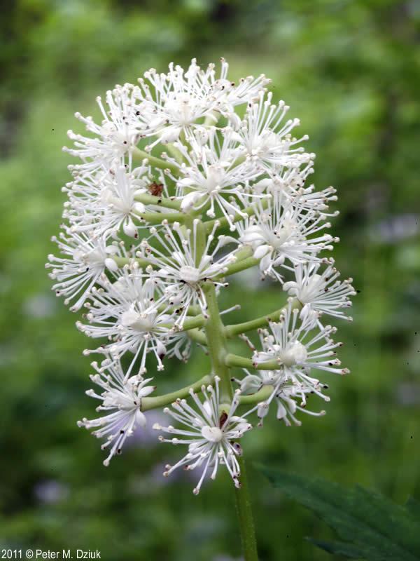 G6668 Actaea Pachypoda 30 9515a2c2 31d5 4d0c 99ba F26d9bcced15 from www redcrocus com