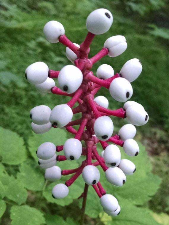 G6668 Actaea Pachypoda 31 5f5c0e6d Caa7 4313 B2d2 90b0951f9c3e from www redcrocus com