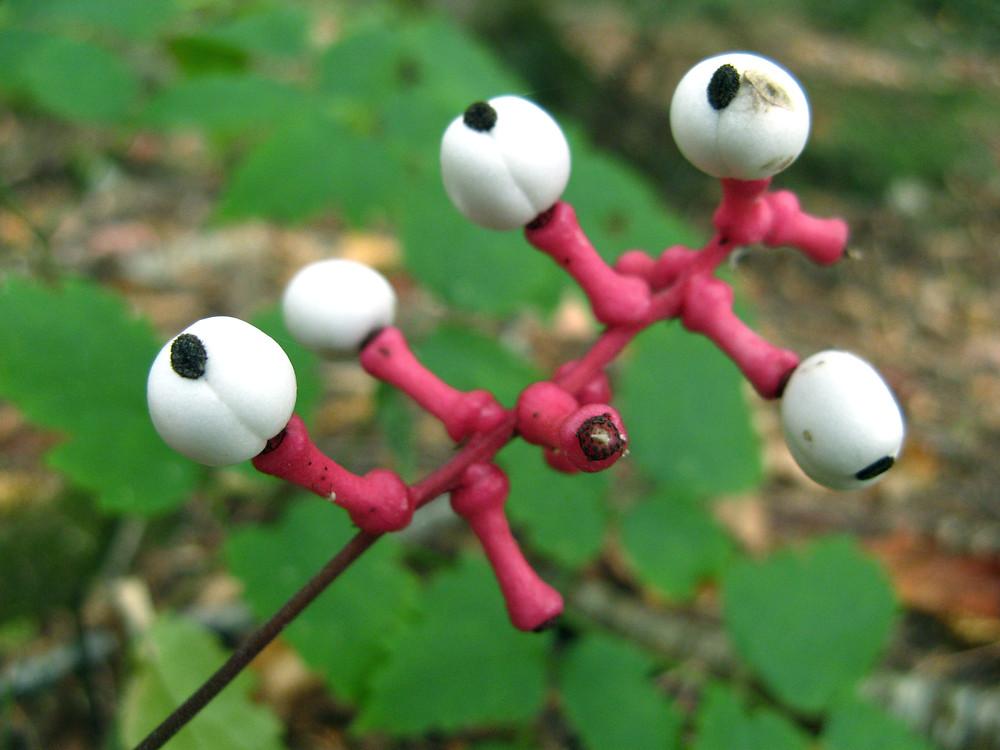 G6668 Actaea Pachypoda 32 5d4a70c1 0f11 487e A466 Cf161644899e from www redcrocus com