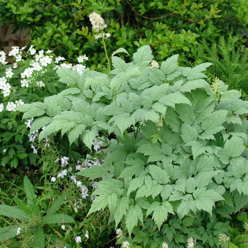 G6668 Actaea Pachypoda 33 547d3177 0ba7 4faa 9f94 65809c3cff6f from www redcrocus com