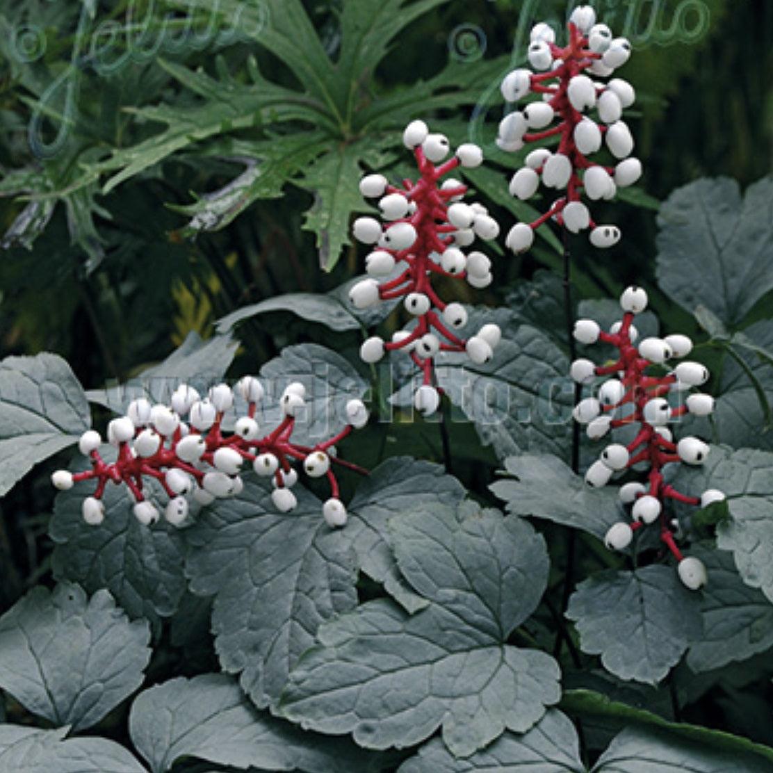 G6668 Actaea Pachypoda 3 E28925cd 162d 46ec B995 A57076847df2 from www redcrocus com