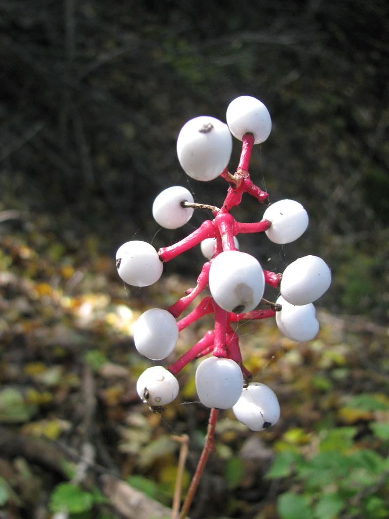 G6668 Actaea Pachypoda 4 03f9556d Ba9c 4314 B53f E560a306ff34 from www redcrocus com