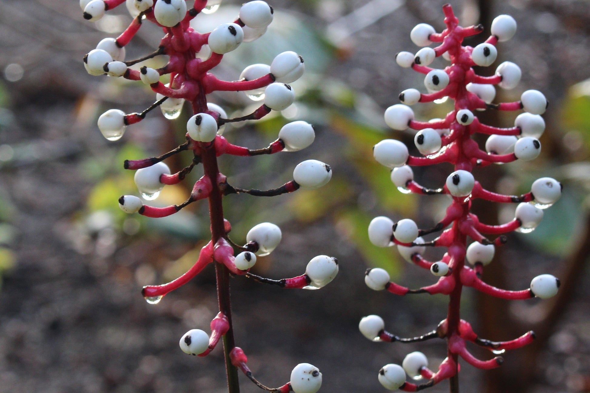 G6668 Actaea Pachypoda 5 41f97093 241d 4ebc Bc54 87539a252176 from www redcrocus com