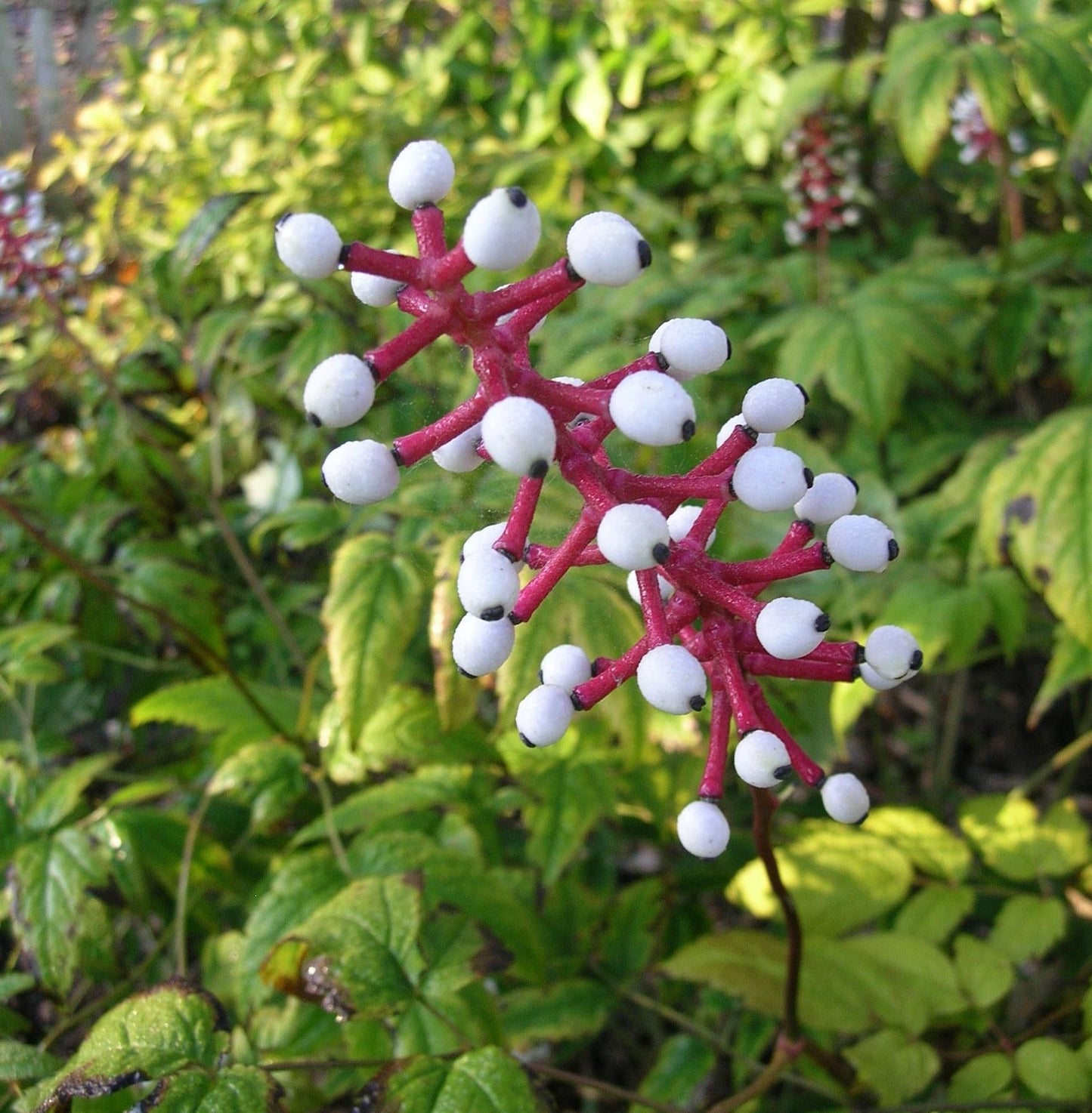 G6668 Actaea Pachypoda 6 588e8ba6 46f0 4dc1 86d9 4886ca9bd2fe from www redcrocus com