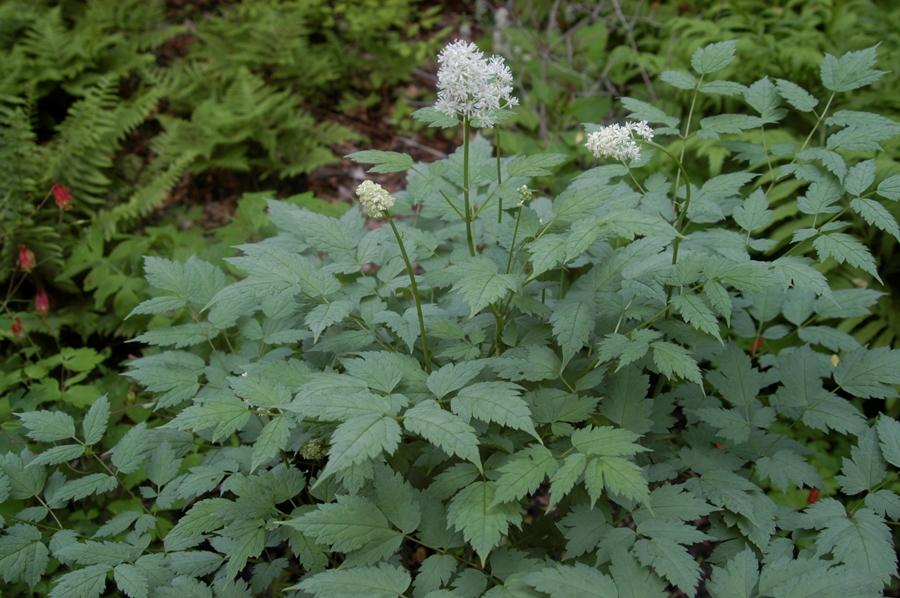 G6668 Actaea Pachypoda 7 267ca5c3 6817 4571 9056 6fbf63082b40 from www redcrocus com
