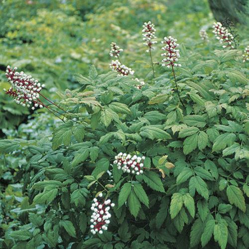 G6668 Actaea Pachypoda 8 752474c2 Da06 4a86 Be2f 09072f204253 from www redcrocus com