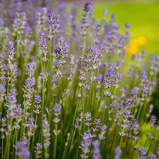 G667 Lavandula X Intermedia 'provence' - View 11 from www redcrocus com