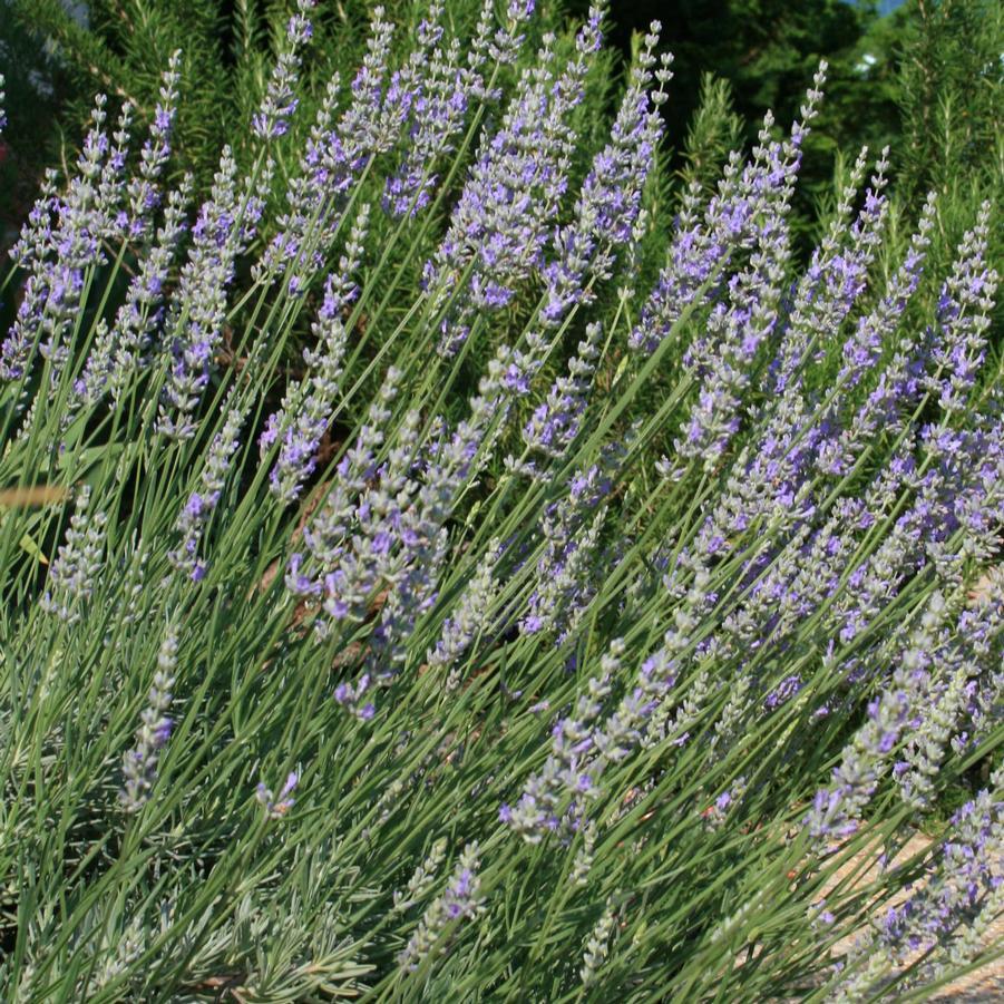 G667 Lavandula X Intermedia 'provence' - View 14 from www redcrocus com