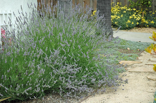 G667 Lavandula X Intermedia 'provence' - View 1 from www redcrocus com