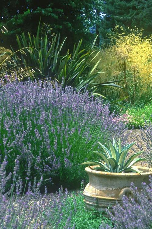 G667 Lavandula X Intermedia 'provence' - View 20 from www redcrocus com