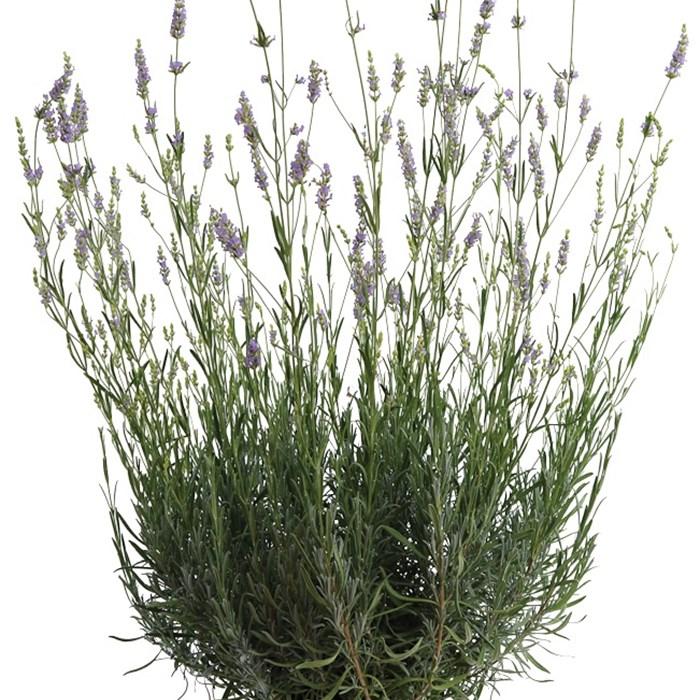 G667 Lavandula X Intermedia 'provence' - View 22 from www redcrocus com