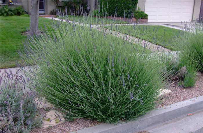 G667 Lavandula X Intermedia 'provence' - View 23 from www redcrocus com