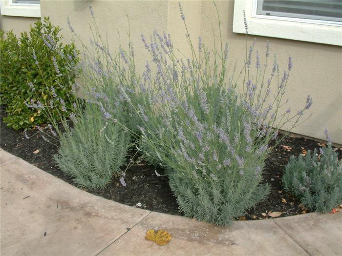 G667 Lavandula X Intermedia 'provence' - View 24 from www redcrocus com