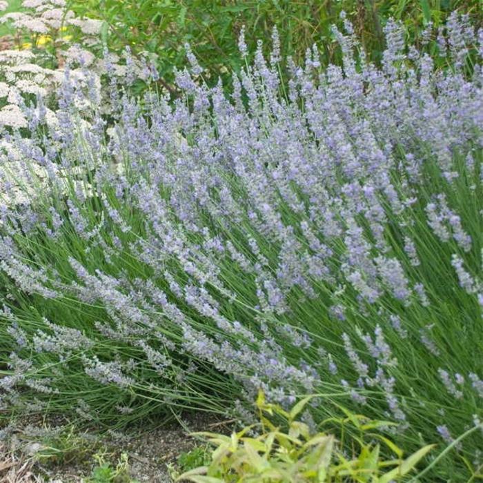 G667 Lavandula X Intermedia 'provence' - View 25 from www redcrocus com