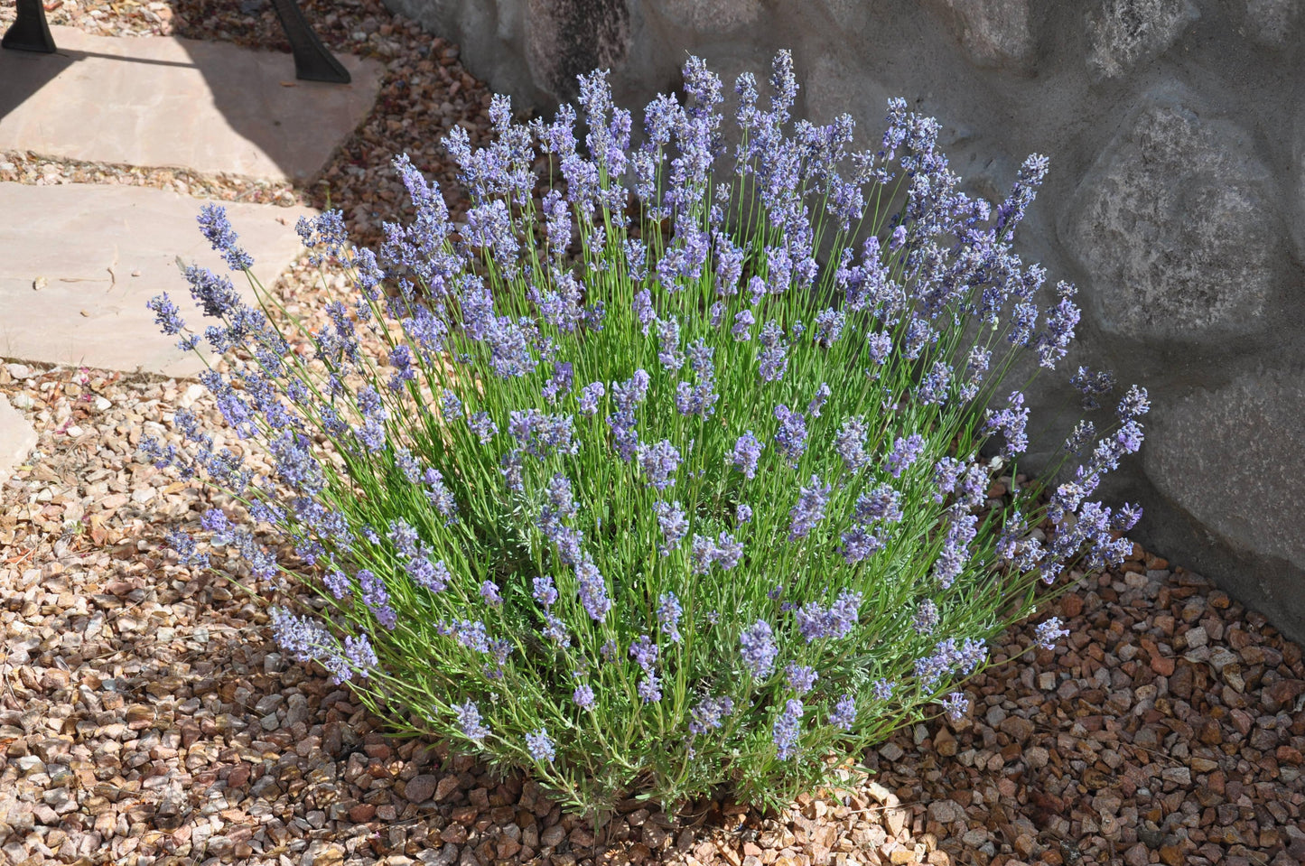 G667 Lavandula X Intermedia 'provence' - View 27 from www redcrocus com