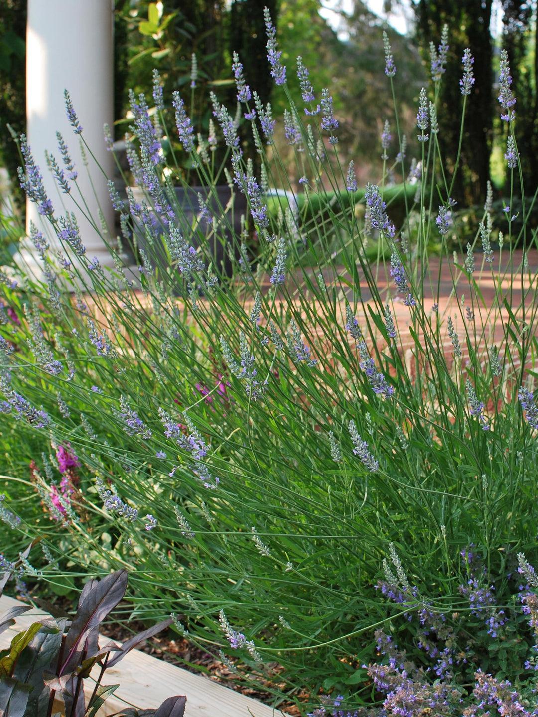 G667 Lavandula X Intermedia 'provence' - View 29 from www redcrocus com