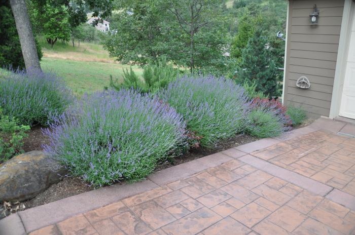 G667 Lavandula X Intermedia 'provence' - View 9 from www redcrocus com