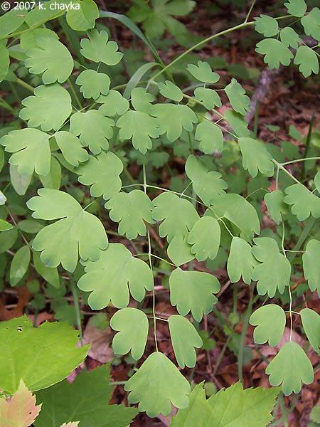 G6685 Thalictrum Dioicum 11 1e75d3c2 4b04 4ae6 86c1 87f8ddedc96c from www redcrocus com
