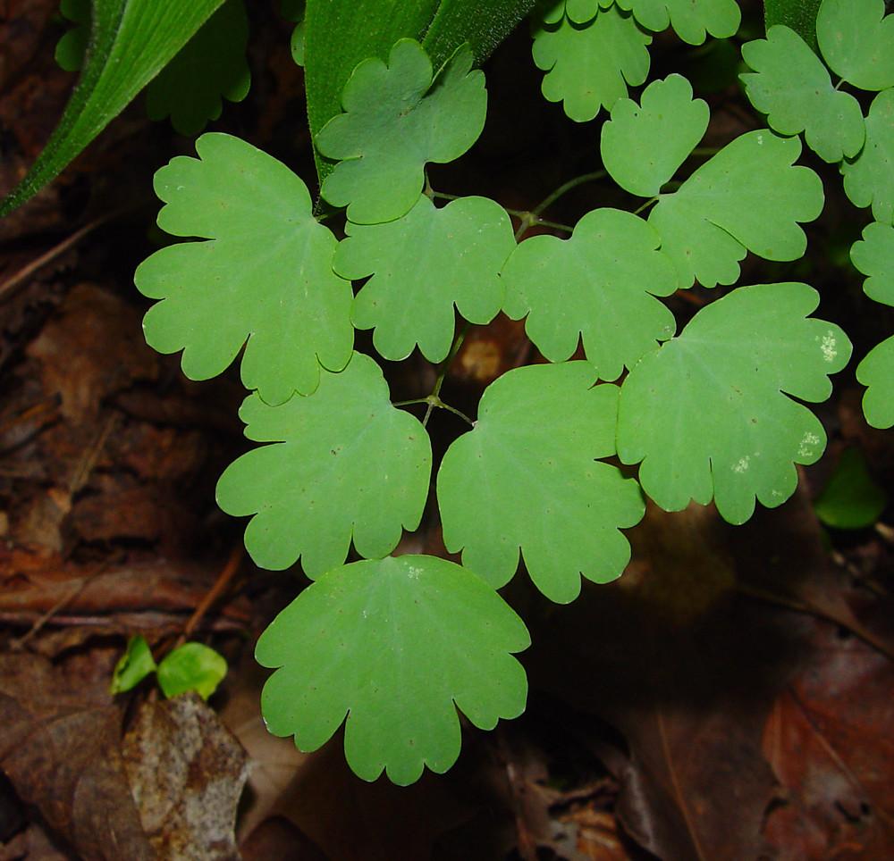 G6685 Thalictrum Dioicum 12 59761e76 4d8b 47ea 8b53 13e3c57dfcb1 from www redcrocus com