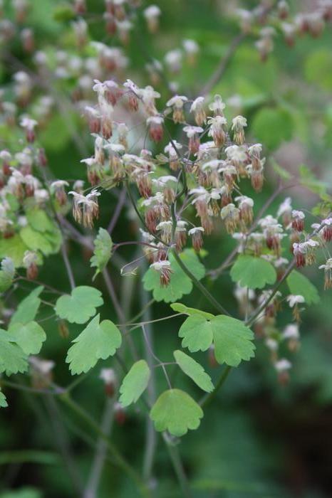 G6685 Thalictrum Dioicum 13 80c44cc6 C002 4518 B8a5 69f633069d78 from www redcrocus com
