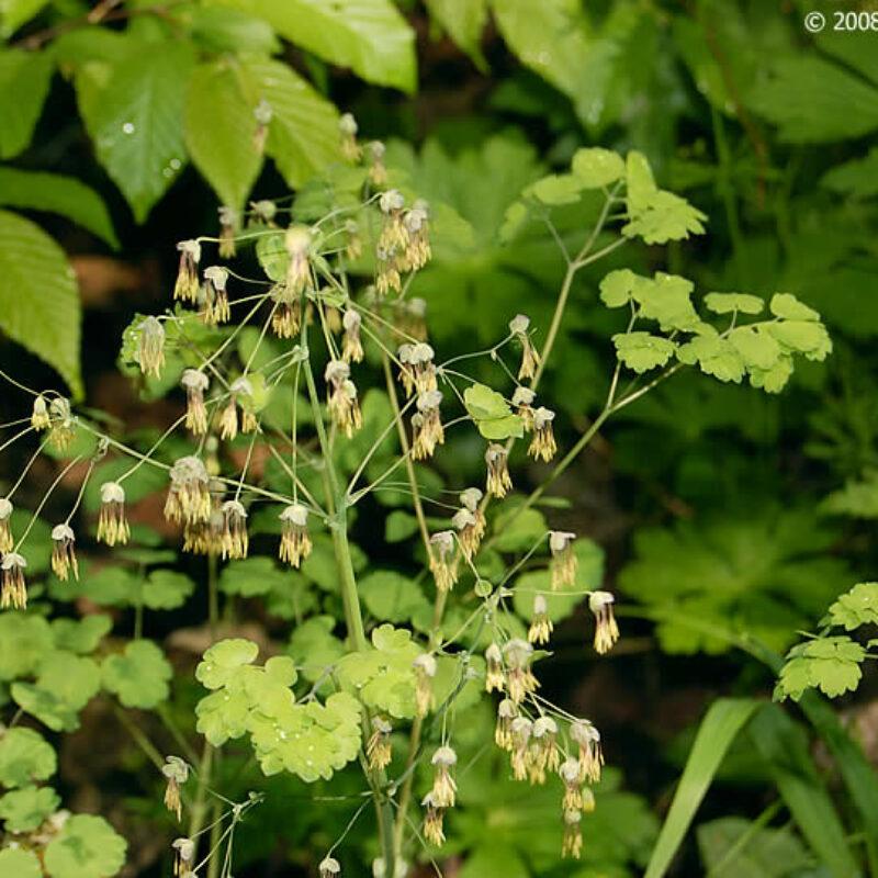 G6685 Thalictrum Dioicum 14 F92e3e41 5c0d 4ad2 9b73 03a502bb635f from www redcrocus com