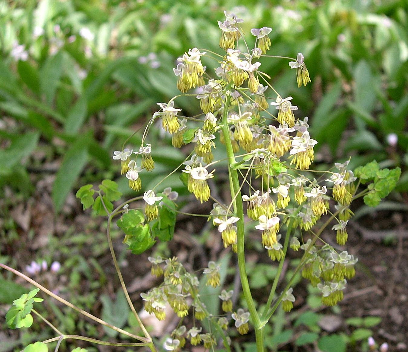 G6685 Thalictrum Dioicum 15 7bdb02db Add9 4503 Bb72 591286f36481 from www redcrocus com