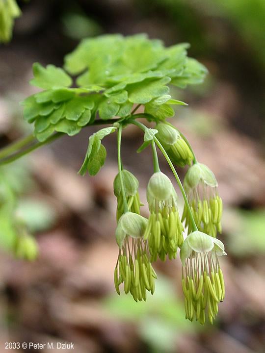 G6685 Thalictrum Dioicum 16 D5d8f169 B71a 4c29 A487 8aaa07a85abc from www redcrocus com