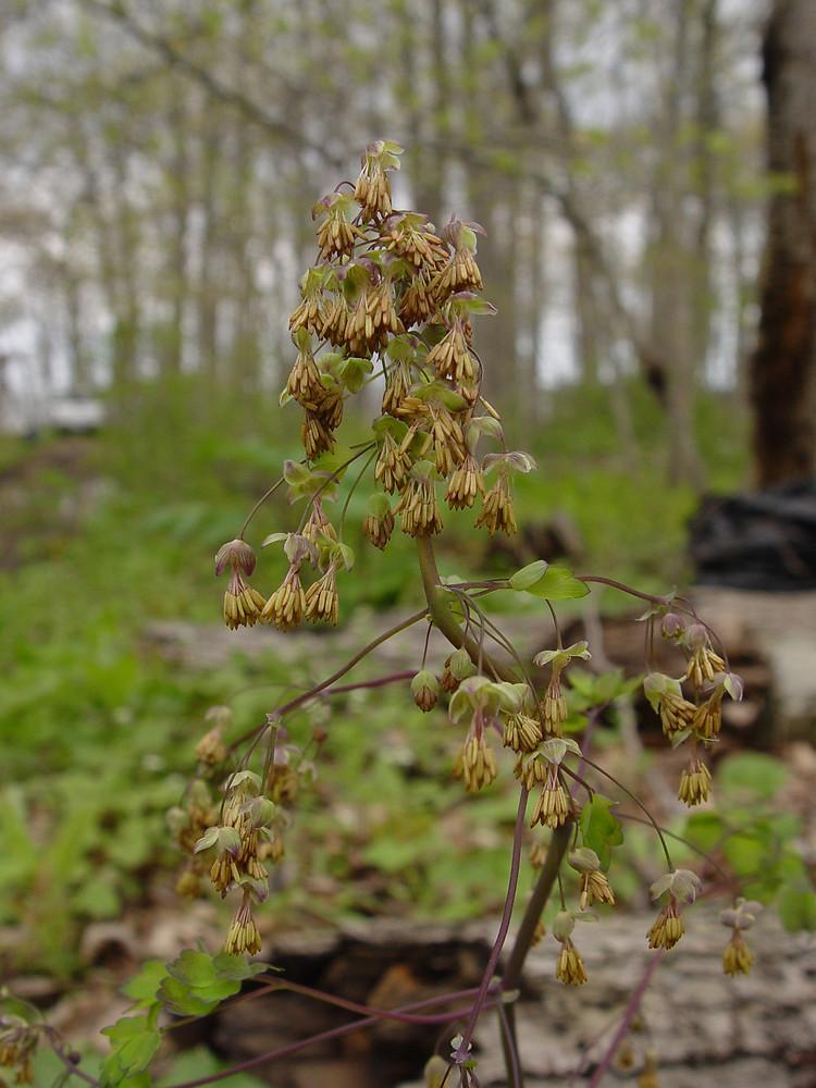 G6685 Thalictrum Dioicum 17 Dd532352 D564 4d1a 915f 768f20cb6800 from www redcrocus com