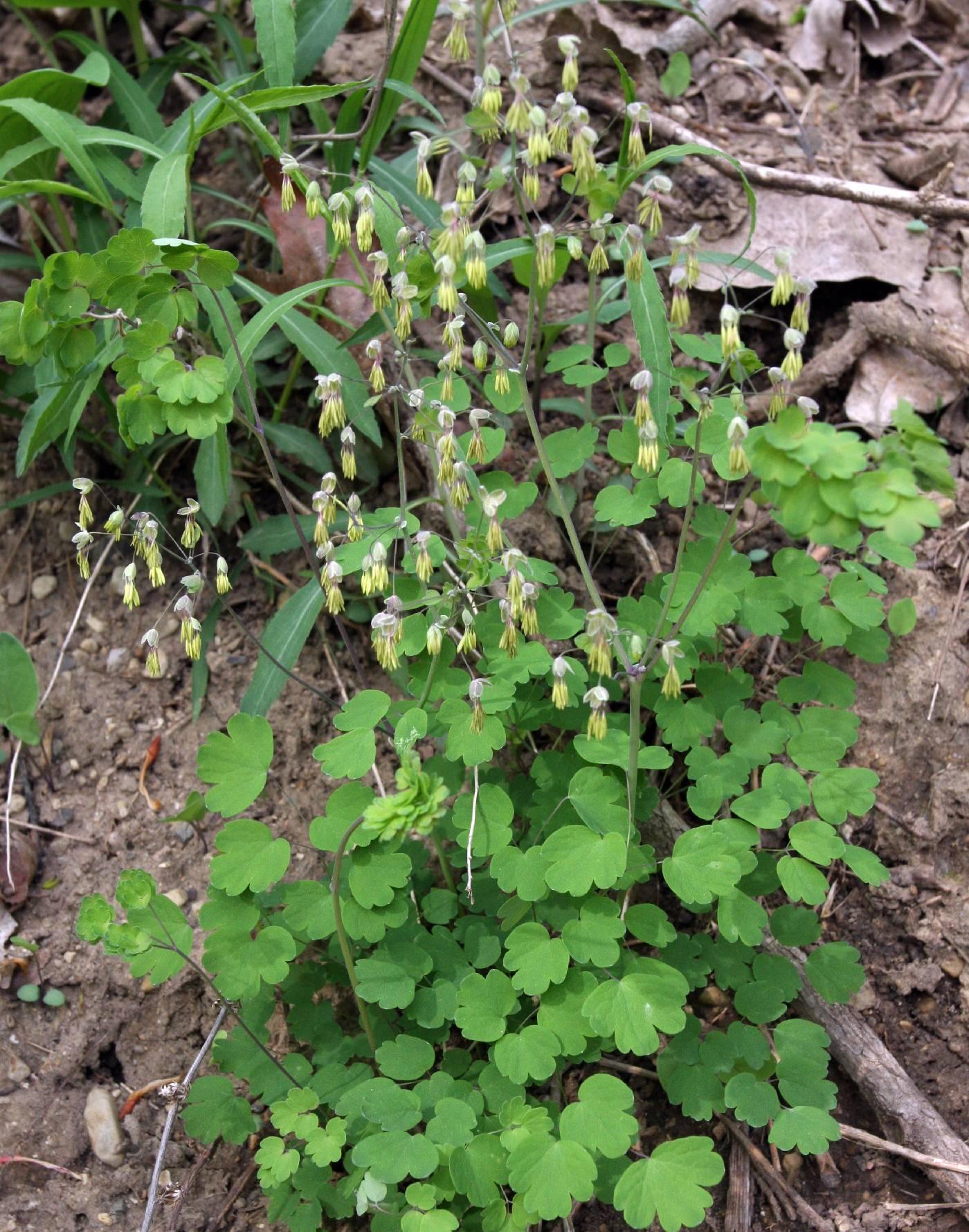 G6685 Thalictrum Dioicum 18 A6b24f35 Be13 42ac 835c 8e34bc5d0c1f from www redcrocus com