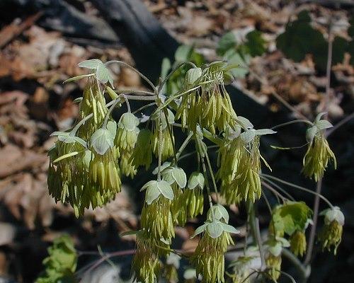 G6685 Thalictrum Dioicum 19 04130242 9f23 4152 939a 71d17298cdec from www redcrocus com