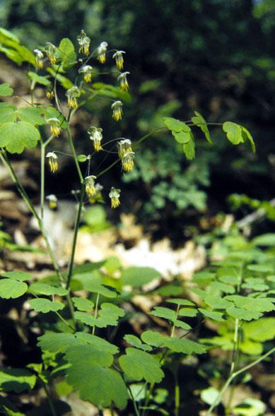 G6685 Thalictrum Dioicum 1 B8997210 55d0 4380 B016 73c8c79e7ad7 from www redcrocus com