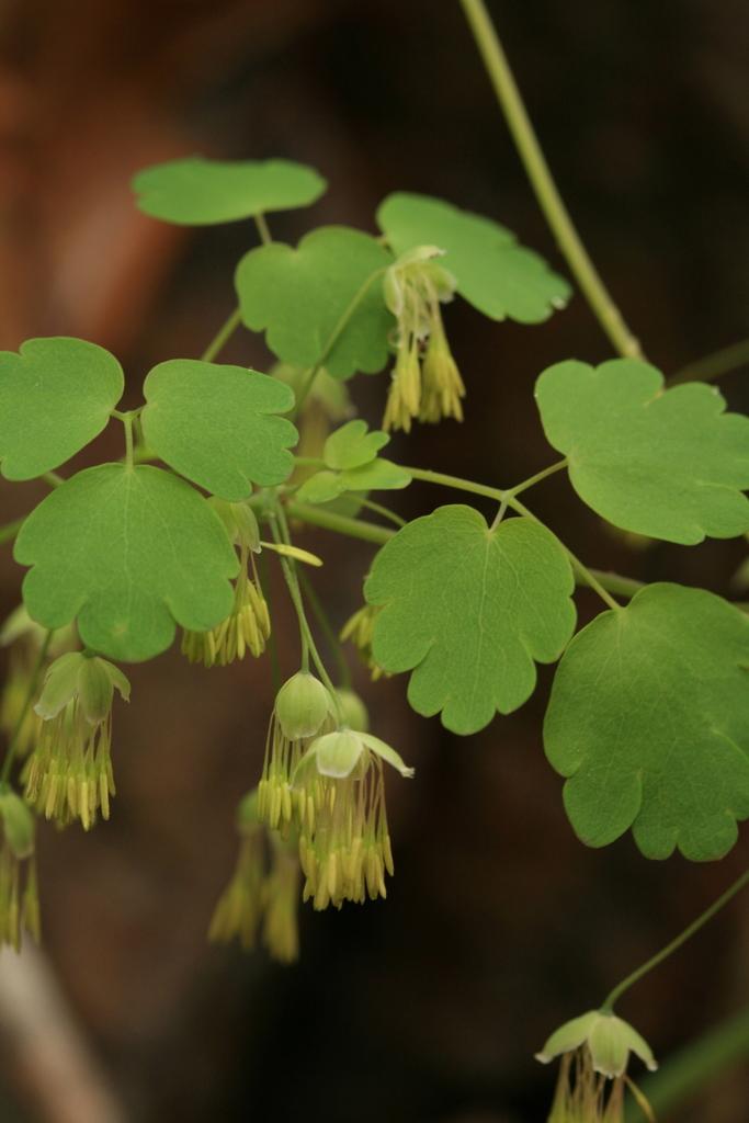 G6685 Thalictrum Dioicum 20 2b86ef15 7a7c 406b 8f61 E3ca7c429867 from www redcrocus com