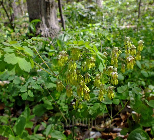 G6685 Thalictrum Dioicum 21 Ae16a88c 6dd1 4018 93b8 A74e2f84d7b5 from www redcrocus com