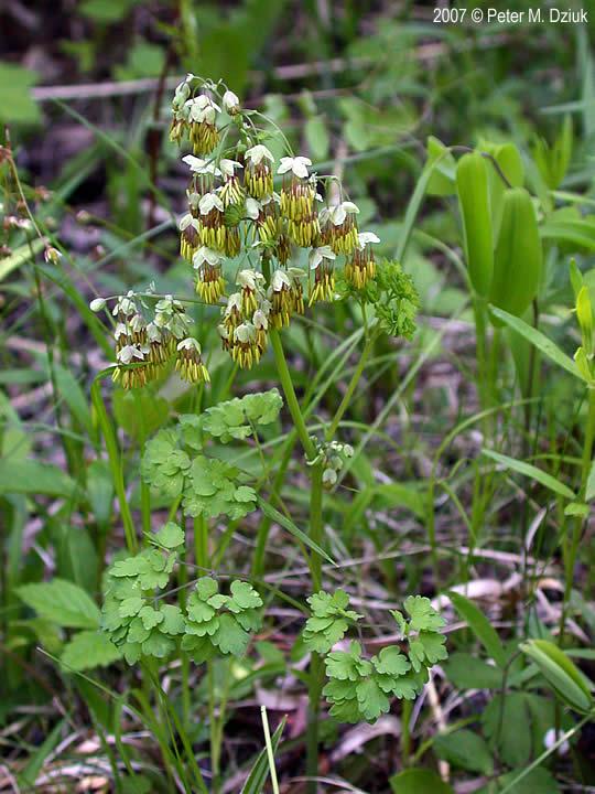 G6685 Thalictrum Dioicum 22 574b8c49 D72b 44c2 9640 0a16b794a14a from www redcrocus com