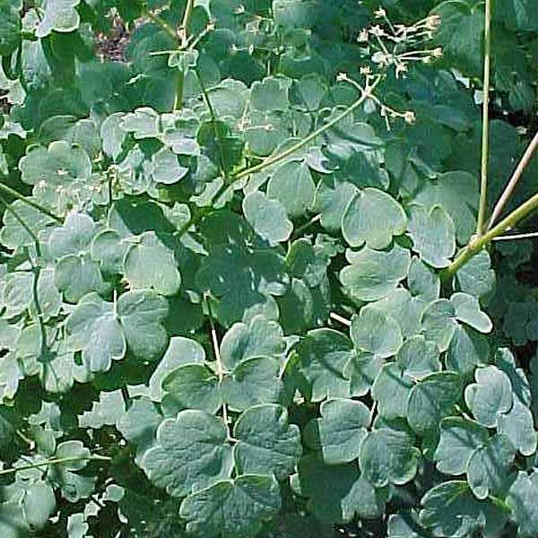 G6685 Thalictrum Dioicum 23 Fb58c541 Cff3 43e9 Aa10 727d00efcc5c from www redcrocus com