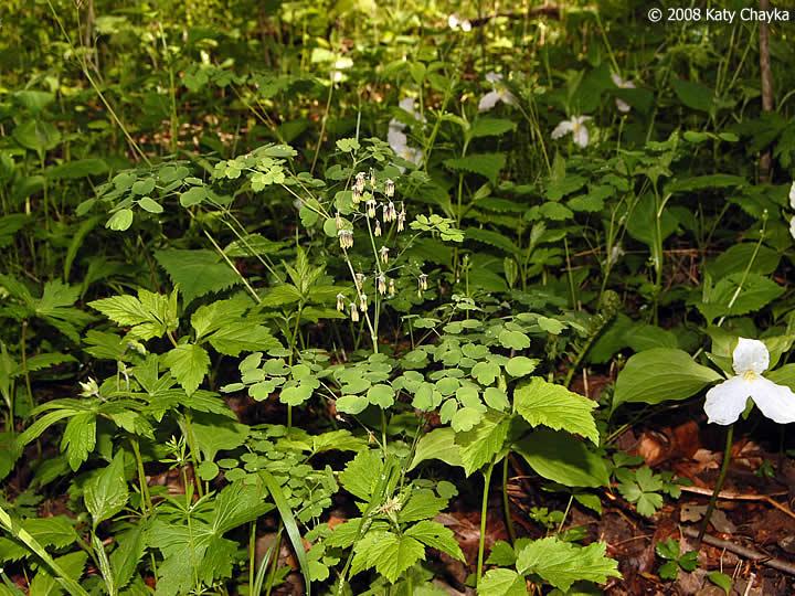 G6685 Thalictrum Dioicum 24 32f167ae 4e35 4f1b Af13 95e0b9b09435 from www redcrocus com